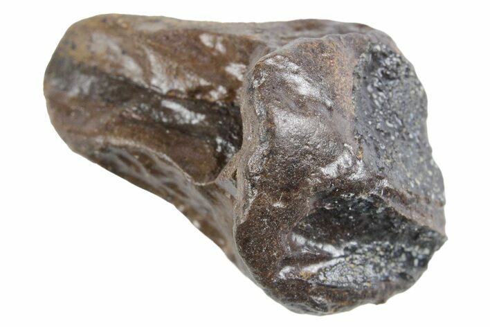 Fossil Triceratops Tooth - Wyoming #358313